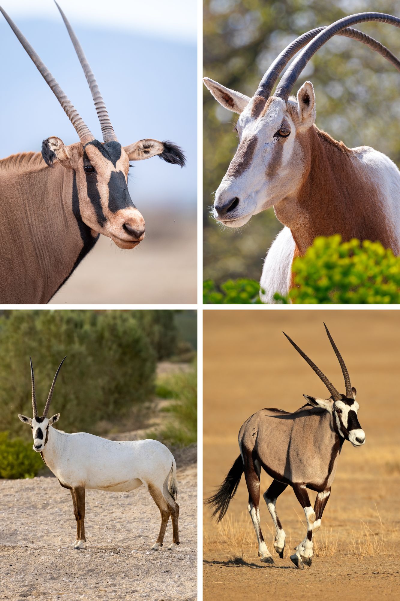 Pulidora De Coches